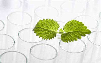 植物提取物应用广泛，潜力巨大，工业发展前景广阔